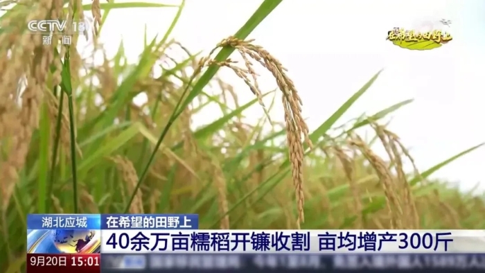 央视聚焦！总这台“收稻神器”刷屏湖北田野